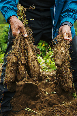 포토 JPG 주간 한명 들기 사람 상반신 야외 앞모습 아웃포커스 흙 수확 경상북도 특산물 마 안동 국내포토 자연요소 1 뷰포인트 농업 채소 모션 촬영기법 경상도 파일형식