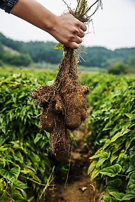 포토 JPG 주간 손 밭 들기 야외 아웃포커스 신체부위 수확 경상북도 특산물 마 안동 국내포토 자연요소 농업 채소 모션 촬영기법 사람 경상도 파일형식