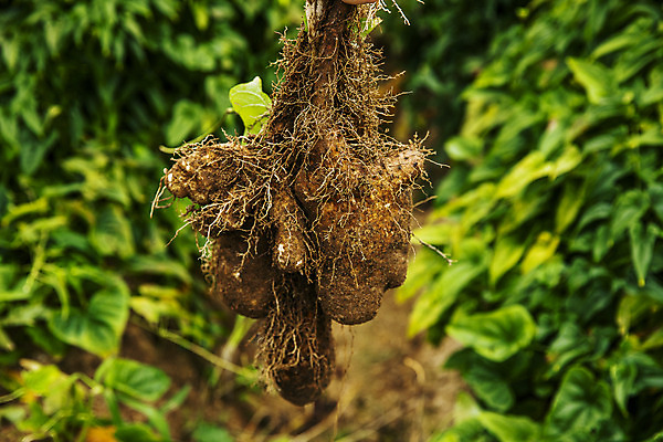 포토 JPG 주간 밭 사람없음 야외 아웃포커스 수확 경상북도 특산물 마 안동 국내포토 자연요소 농업 채소 촬영기법 경상도 파일형식