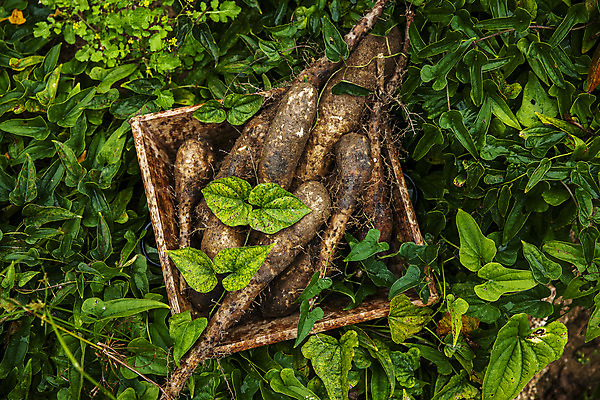 포토 JPG 주간 잎 사람없음 야외 하이앵글 나무상자 경상북도 담기 특산물 마 안동 국내포토 자연요소 식물 뷰포인트 채소 모션 상자 경상도 파일형식