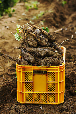 포토 JPG 주간 사람없음 야외 아웃포커스 흙 경상북도 담기 특산물 마 안동 플라스틱박스 국내포토 자연요소 채소 모션 촬영기법 상자 경상도 파일형식