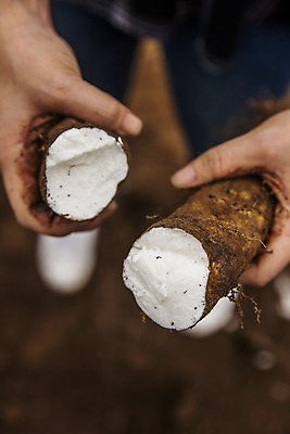 포토 JPG 주간 손 단면 들기 야외 아웃포커스 신체부위 경상북도 특산물 마 안동 국내포토 자연요소 채소 모션 촬영기법 사람 경상도 파일형식