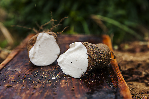 포토 JPG 주간 단면 사람없음 야외 아웃포커스 경상북도 특산물 나무도마 마 안동 국내포토 자연요소 채소 도마 촬영기법 목재 경상도 파일형식