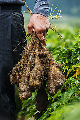 포토 JPG 주간 손 한명 들기 사람 야외 앞모습 아웃포커스 하반신 수확 경상북도 특산물 마 안동 국내포토 자연요소 1 뷰포인트 농업 채소 모션 촬영기법 신체부위 경상도 파일형식