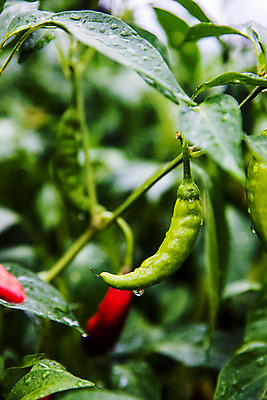 포토 JPG 주간 잎 고추 사람없음 야외 아웃포커스 경상북도 특산물 고추밭 국내포토 영양군 자연요소 식물 밭 채소 촬영기법 경상도 파일형식