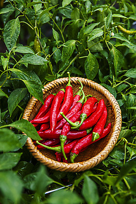 포토 JPG 주간 잎 사람없음 야외 소쿠리 경상북도 담기 특산물 홍고추 고추밭 국내포토 영양군 자연요소 식물 밭 모션 고추 바구니 경상도 파일형식