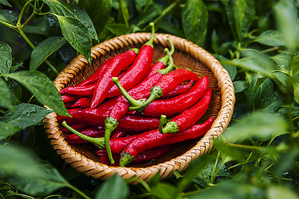 포토 JPG 주간 잎 사람없음 야외 소쿠리 소프트포커스 경상북도 담기 특산물 홍고추 고추밭 국내포토 영양군 자연요소 식물 밭 모션 고추 촬영기법 바구니 경상도 파일형식