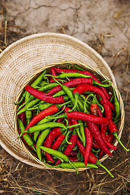 포토 JPG 주간 고추 사람없음 야외 하이앵글 소쿠리 경상북도 담기 특산물 땅바닥 국내포토 영양군 자연요소 뷰포인트 채소 모션 바닥 바구니 경상도 파일형식