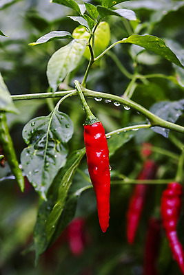 포토 JPG 주간 잎 사람없음 야외 아웃포커스 경상북도 특산물 홍고추 고추밭 국내포토 영양군 자연요소 식물 밭 고추 촬영기법 경상도 파일형식