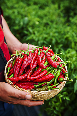 포토 JPG 주간 손 고추 한명 들기 사람 야외 옆모습 아웃포커스 소쿠리 경상북도 담기 특산물 고추밭 국내포토 영양군 자연요소 1 뷰포인트 밭 채소 모션 촬영기법 신체부위 바구니 경상도 파일형식