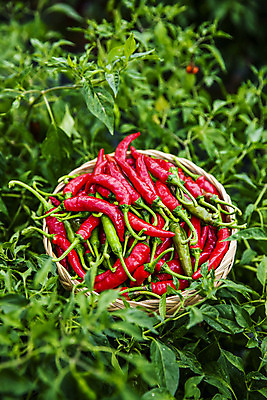 포토 JPG 주간 잎 고추 사람없음 야외 소쿠리 경상북도 담기 특산물 고추밭 국내포토 영양군 자연요소 식물 밭 채소 모션 바구니 경상도 파일형식