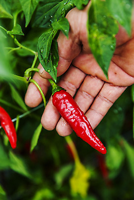 포토 JPG 주간 잎 들기 사람없음 야외 아웃포커스 경상북도 특산물 홍고추 고추밭 국내포토 영양군 자연요소 식물 밭 모션 고추 촬영기법 경상도 파일형식