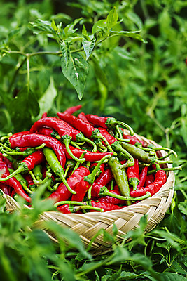 포토 JPG 주간 잎 고추 사람없음 야외 아웃포커스 소쿠리 경상북도 담기 특산물 고추밭 국내포토 영양군 자연요소 식물 밭 채소 모션 촬영기법 바구니 경상도 파일형식