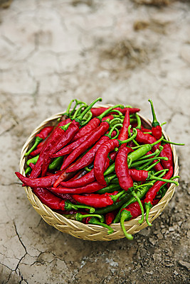 포토 JPG 주간 고추 사람없음 야외 아웃포커스 소쿠리 경상북도 담기 특산물 땅바닥 국내포토 영양군 자연요소 채소 모션 바닥 촬영기법 바구니 경상도 파일형식