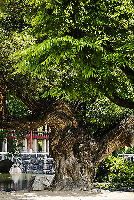 포토 JPG 주간 나무 사람없음 야외 전라북도 광한루 남원 국내포토 자연요소 식물 전라도 파일형식