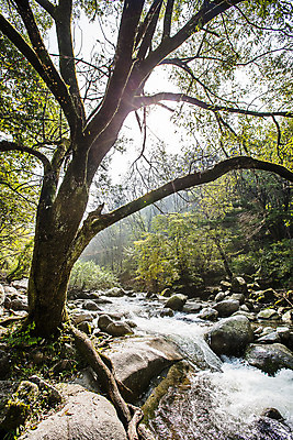 포토 JPG 주간 나무 산 사람없음 야외 물 계곡 바위 전라북도 남원 국내포토 자연요소 식물 돌_바위 전라도 파일형식