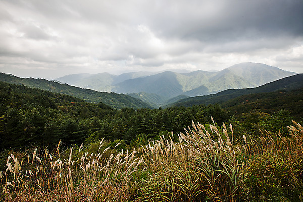 포토 JPG 주간 구름 하늘 산 갈대 사람없음 야외 전라북도 억새 남원 산맥 국내포토 자연요소 식물 전라도 파일형식