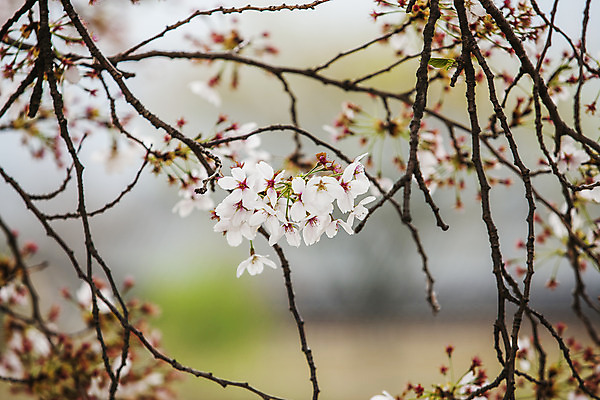포토 JPG 주간 사람없음 야외 아웃포커스 봄 나뭇가지 경상북도 매화 안동 국내포토 자연요소 나무 계절 꽃 촬영기법 경상도 파일형식