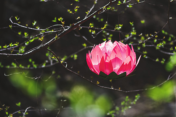 포토 JPG 주간 전통 불교 매달리기 연꽃 사람없음 야외 봄 부처님오신날 나뭇가지 소프트포커스 불교용품 오브젝트 연등 청계산 국내포토 자연요소 나무 계절 기념일 꽃 종교 종교용품 모션 산 촬영기법 등불 파일형식