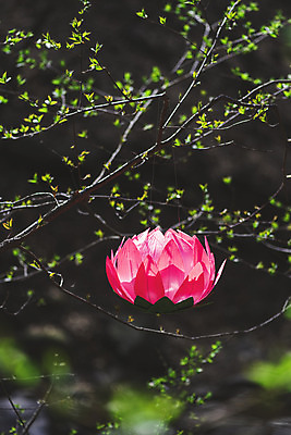 포토 JPG 주간 전통 불교 매달리기 연꽃 사람없음 야외 봄 부처님오신날 나뭇가지 소프트포커스 불교용품 오브젝트 연등 청계산 국내포토 자연요소 나무 계절 기념일 꽃 종교 종교용품 모션 산 촬영기법 등불 파일형식