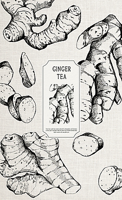 PSD 일러스트 사람없음 라벨 생강 생강차 한방차 국내일러스트 채소 프레임 차_음료 전통차 파일형식