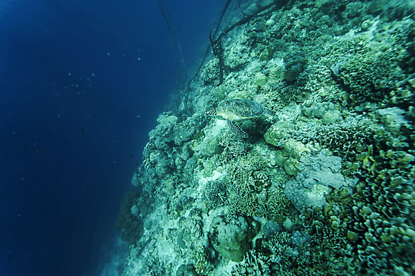 포토 JPG 한마리 바다 자연 풍경 사람없음 바닷속 산호 바다거북 수중사진 국내포토 1 수중 자포동물 거북이 생태계 파일형식