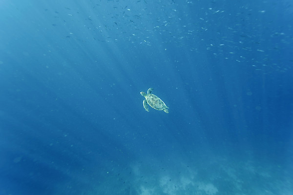 포토 JPG 한마리 바다 자연 풍경 사람없음 바닷속 바다거북 수중사진 국내포토 1 수중 거북이 생태계 파일형식