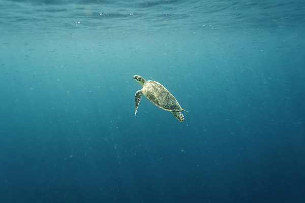 포토 JPG 한마리 바다 자연 풍경 사람없음 바닷속 바다거북 수중사진 국내포토 1 수중 거북이 생태계 파일형식