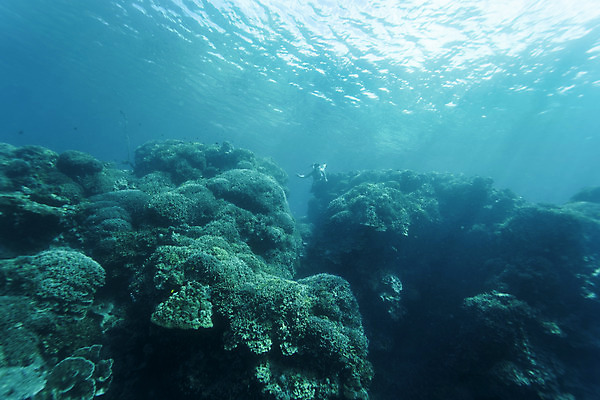 포토 JPG 전신 여자 바다 한명 성인 앞모습 30대 바닷속 수영 한국인 돌_바위 잠수부 성인여자한명만 수중사진 프리다이빙 국내포토 1 뷰포인트 사람 동양인 장년 수중 수상스포츠 전문직 여자한명만 성인여자만 파일형식