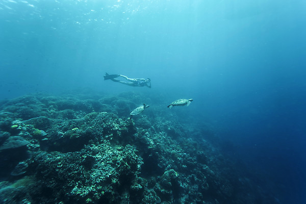 포토 JPG 전신 여자 바다 두마리 한명 성인 앞모습 30대 바닷속 수영 한국인 돌_바위 잠수부 바다거북 성인여자한명만 수중사진 프리다이빙 국내포토 1 뷰포인트 2 사람 동양인 장년 수중 수상스포츠 거북이 전문직 여자한명만 성인여자만 파일형식