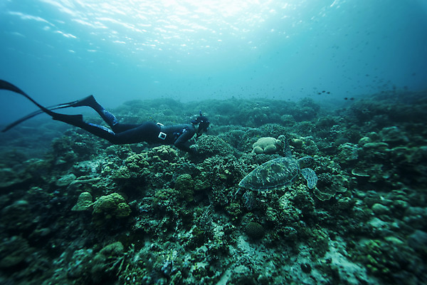 포토 JPG 전신 한마리 남자 바다 한명 성인 옆모습 30대 바닷속 수영 한국인 돌_바위 잠수부 바다거북 성인남자한명만 수중사진 프리다이빙 국내포토 1 뷰포인트 사람 동양인 장년 수중 수상스포츠 거북이 전문직 남자한명만 성인남자만 파일형식