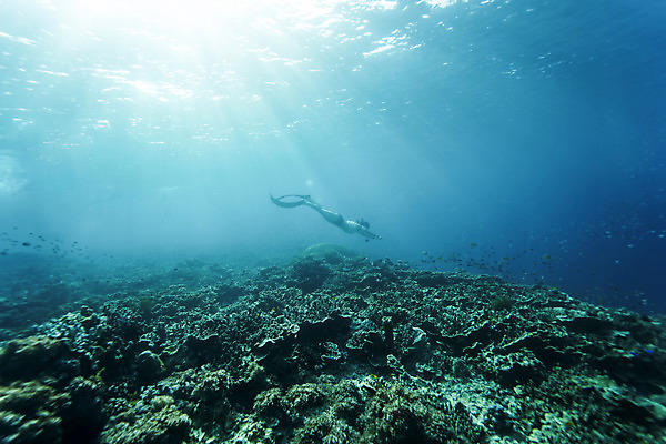 포토 JPG 전신 여자 바다 한명 성인 옆모습 30대 빛 바닷속 수영 한국인 잠수부 성인여자한명만 수중사진 프리다이빙 국내포토 1 뷰포인트 사람 동양인 장년 수중 수상스포츠 전문직 여자한명만 성인여자만 파일형식