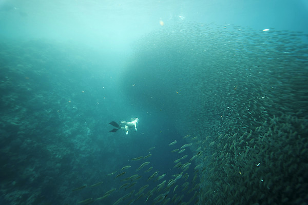 포토 JPG 전신 여자 바다 한명 성인 옆모습 30대 바닷속 수영 한국인 잠수부 성인여자한명만 수중사진 물고기떼 프리다이빙 국내포토 1 뷰포인트 어류 사람 동양인 장년 수중 수상스포츠 전문직 여자한명만 성인여자만 파일형식