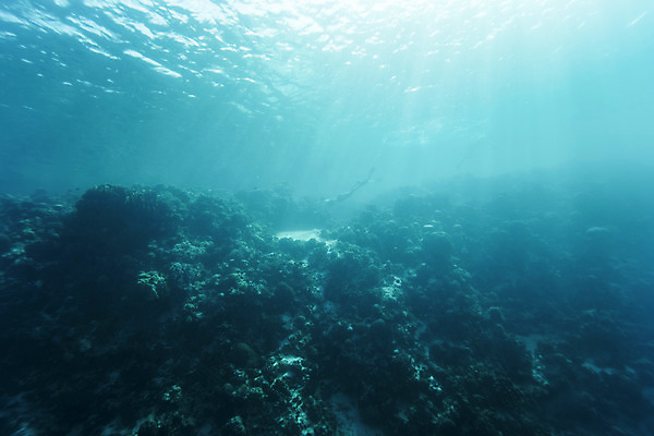 포토 JPG 전신 여자 실루엣 바다 한명 성인 옆모습 30대 바닷속 수영 한국인 잠수부 성인여자한명만 수중사진 프리다이빙 국내포토 1 뷰포인트 촬영기법 사람 동양인 장년 수중 수상스포츠 전문직 여자한명만 성인여자만 파일형식
