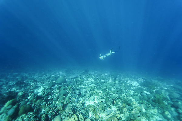 포토 JPG 전신 여자 바다 한명 성인 옆모습 30대 바닷속 수영 한국인 잠수부 성인여자한명만 수중사진 프리다이빙 국내포토 1 뷰포인트 사람 동양인 장년 수중 수상스포츠 전문직 여자한명만 성인여자만 파일형식