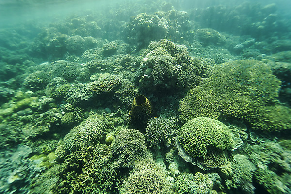 포토 JPG 바다 자연 풍경 사람없음 바닷속 산호 수중사진 국내포토 수중 자포동물 생태계 파일형식