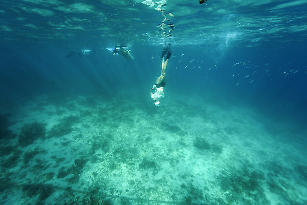 포토 JPG 전신 여자 바다 세부 한명 성인 옆모습 30대 바닷속 수영 한국인 잠수부 잠수 성인여자한명만 수중사진 프리다이빙 국내포토 1 뷰포인트 필리핀 사람 동양인 장년 수중 수상스포츠 전문직 여자한명만 성인여자만 파일형식