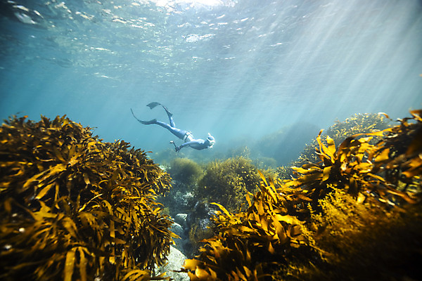포토 JPG 전신 여자 바다 한명 성인 옆모습 30대 바닷속 수영 한국인 잠수부 울릉도 성인여자한명만 수중사진 프리다이빙 국내포토 1 뷰포인트 섬 사람 동양인 장년 수중 수상스포츠 전문직 경상북도 여자한명만 성인여자만 파일형식