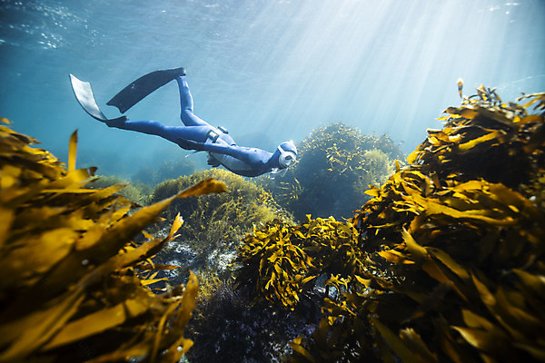 포토 JPG 전신 여자 바다 한명 성인 옆모습 30대 빛 바닷속 수영 한국인 잠수부 울릉도 성인여자한명만 수중사진 프리다이빙 국내포토 1 뷰포인트 섬 사람 동양인 장년 수중 수상스포츠 전문직 경상북도 여자한명만 성인여자만 파일형식