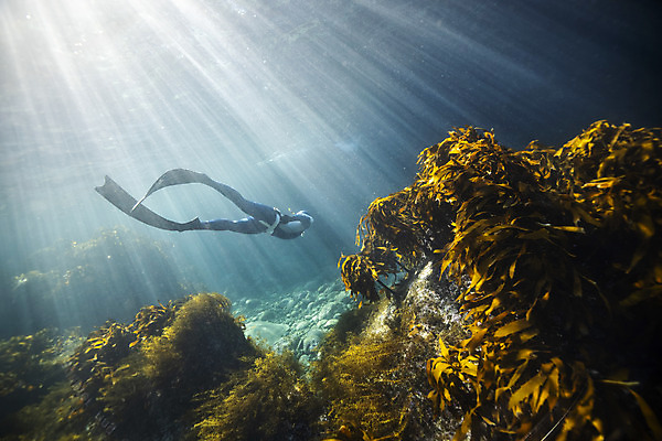 포토 JPG 전신 여자 바다 한명 성인 옆모습 30대 빛 바닷속 수영 한국인 잠수부 울릉도 성인여자한명만 수중사진 프리다이빙 국내포토 1 뷰포인트 섬 사람 동양인 장년 수중 수상스포츠 전문직 경상북도 여자한명만 성인여자만 파일형식