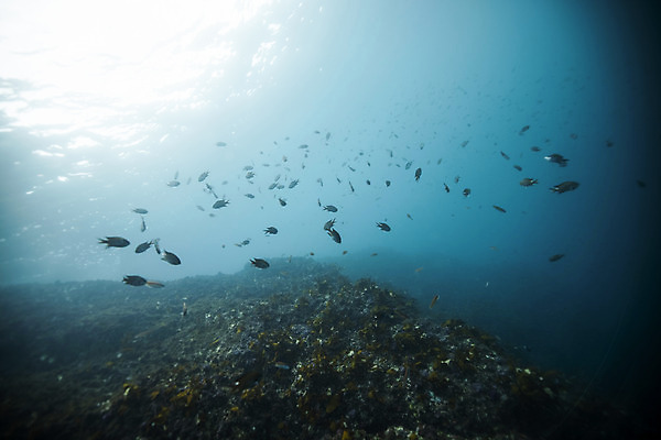 포토 JPG 바다 여러마리 자연 어류 풍경 사람없음 빛 제주도 바닷속 수중사진 국내포토 다수 한국 수중 수중동물 생태계 파일형식