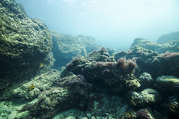 포토 JPG 바다 자연 풍경 사람없음 빛 제주도 바닷속 바위 수중사진 국내포토 한국 수중 돌_바위 생태계 파일형식
