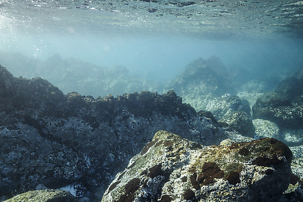 포토 JPG 바다 자연 풍경 사람없음 제주도 바닷속 바위 수중사진 국내포토 한국 수중 돌_바위 생태계 파일형식