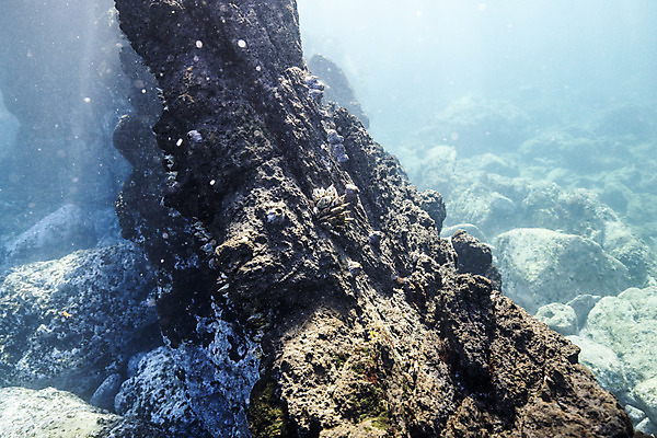 포토 JPG 바다 자연 풍경 사람없음 제주도 바닷속 바위 수중사진 국내포토 한국 수중 돌_바위 생태계 파일형식