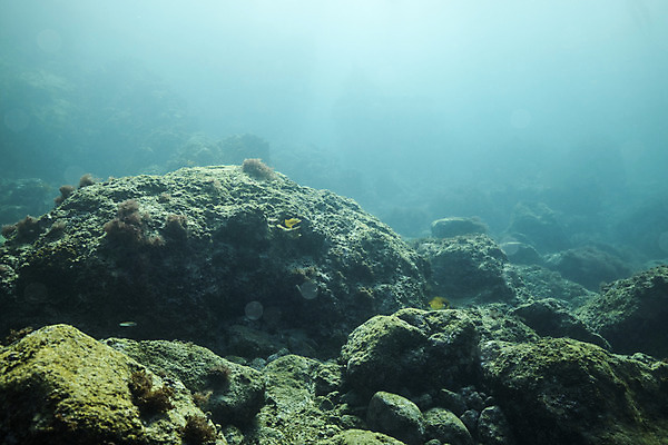 포토 JPG 바다 자연 풍경 사람없음 제주도 바닷속 수중사진 국내포토 한국 수중 생태계 파일형식