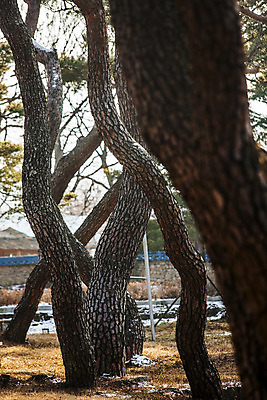 포토 JPG 주간 풍경 사람없음 야외 소나무 소프트포커스 숲 경상북도 고목 국내여행 국내포토 자연요소 나무 여행 촬영기법 경상도 파일형식