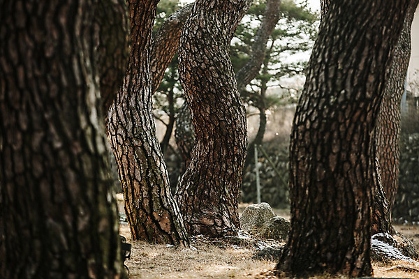 포토 JPG 주간 풍경 사람없음 야외 소나무 숲 경상북도 고목 국내여행 국내포토 자연요소 나무 여행 경상도 파일형식