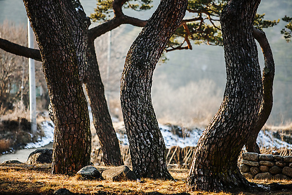 포토 JPG 주간 풍경 사람없음 야외 소나무 숲 경상북도 고목 국내여행 국내포토 자연요소 나무 여행 경상도 파일형식