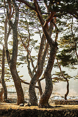 포토 JPG 주간 풍경 사람없음 야외 소나무 숲 경상북도 고목 국내여행 국내포토 자연요소 나무 여행 경상도 파일형식