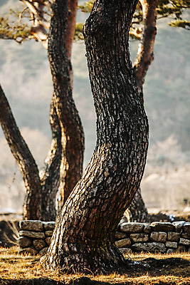 포토 JPG 주간 풍경 사람없음 야외 소나무 숲 경상북도 고목 국내여행 국내포토 자연요소 나무 여행 경상도 파일형식
